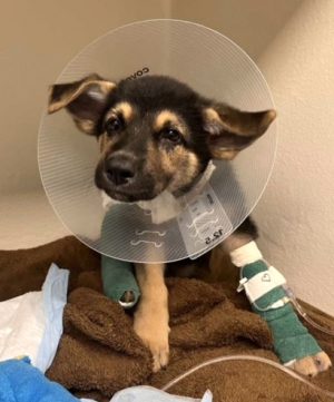 Max Gsd Broken Tibia