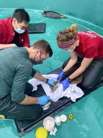 Harbor Seal Venipuncture 2